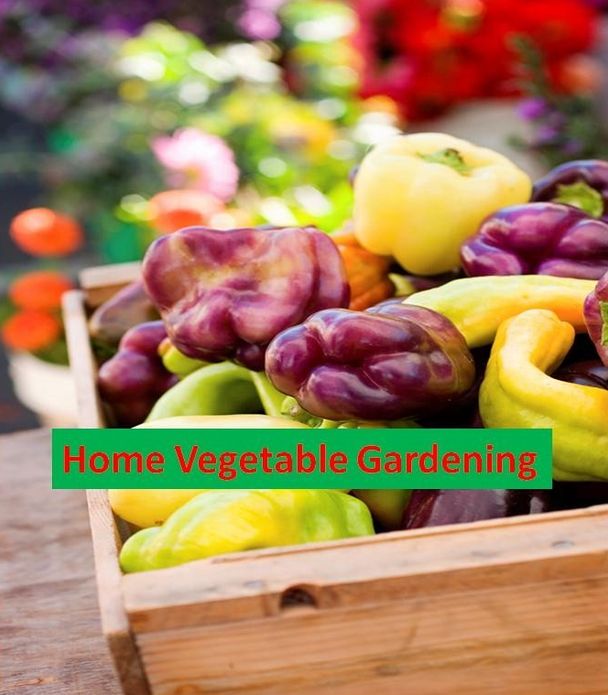 The Essential Tips and Techniques eBook on A Guide to Home Vegetable Gardening - will guide you every step of the way with detailed instructions for everything....