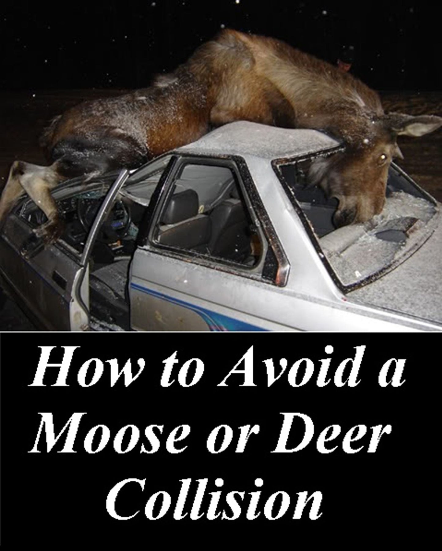 Amazing Animals: How to Avoid a Moose or Deer Collision ( nature Children, amazing animals, cutest animals, baby animals, wild, forest, beast, animals )