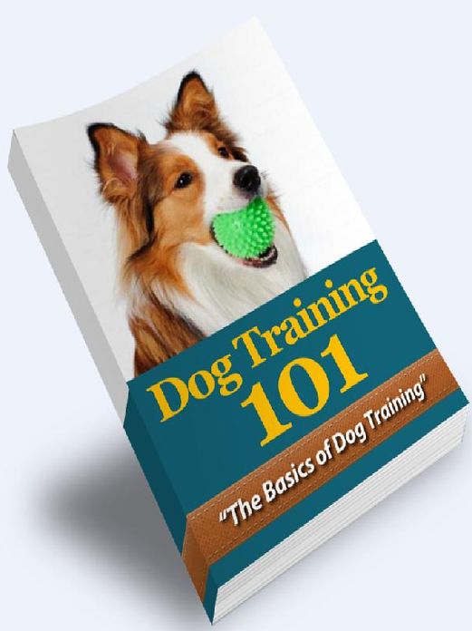 Dog Training 101 - The Basics of Dog Training