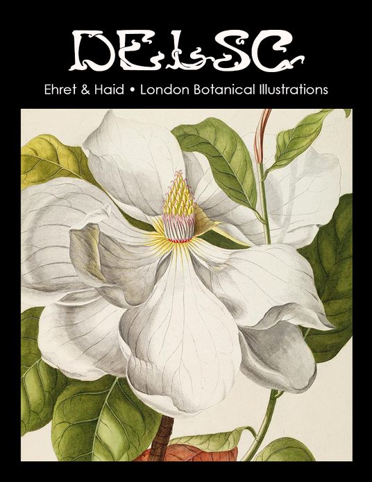 Ehret & Haid London Botanical Illustrations