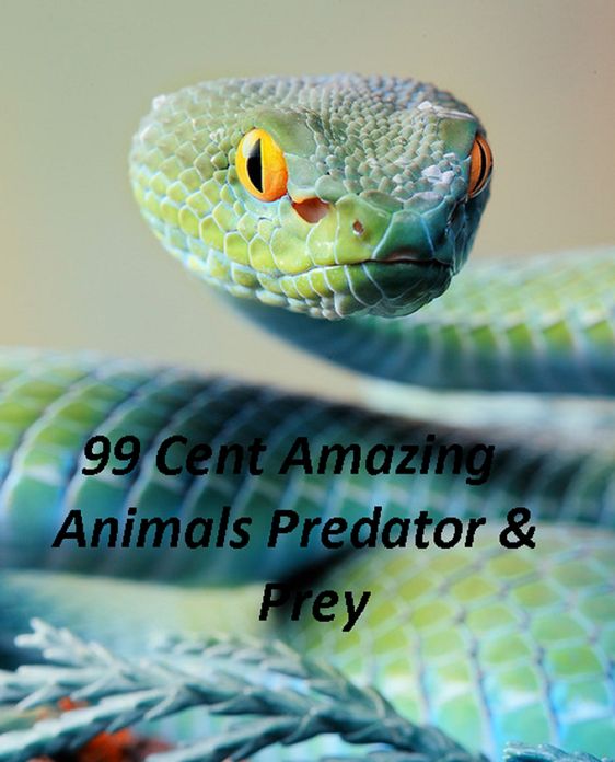 Animals: 99 Cent Amazing Animals Predators & Prey(Penguin, wolf, natural world, panda, duck, swan, crow, pig, horse, pony, cow, sheep. eel, cat, dog, wildlife, nature, tiger, lion, bear, shark, elephant, bird, fish, ecology, kids, children)
