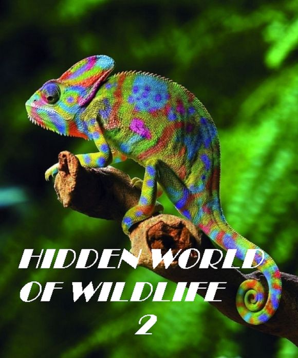 Animals: Hidden World of Wildlife 2 ( spiders , tarantula , sea, creature, sea world, underwater world, horse, wild, forest, beast, animals, elephant, photo, fish, wildlife, ocean, shark, octopus )