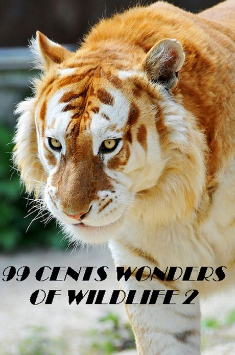 Animals: 99 cent Wonders of Wildlife 2 Great for Kids and Adults Highly Recommended! animal,nature,wildlife,animals,ecology,conservation,lion,tiger,bear,mammal,elephant,leopard,cheetah,