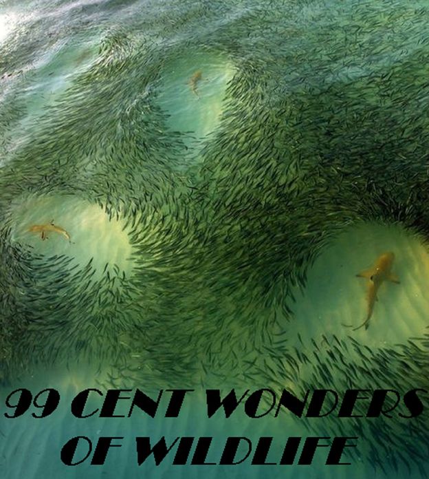 Animals: 99 cent Wonders of Wildlife