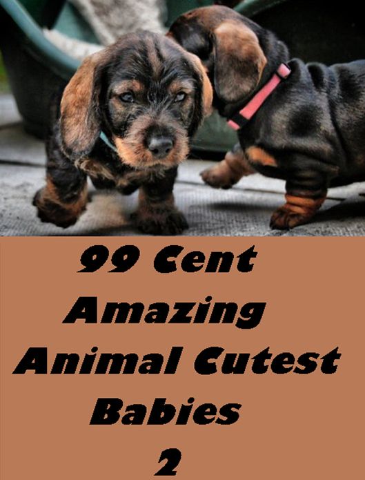 Children's Nonfiction: 99 Cent Amazing Animal Cutest Babies 2(penguin, cat, dog, wildlife, nature, tiger, lion, bear, shark, elephant, bird, fish, ecology, kids, children)