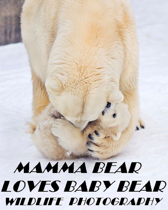 Mamma Bear Loves Baby Bear Wildlife Photography ( spiders , tarantula , sea, creature, sea world, underwater world, horse, wild, forest, beast, animals, elephant, photo, fish, wildlife, ocean, shark, octopus )