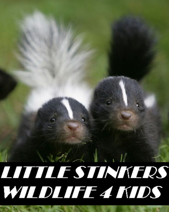 Kids : Little Stinkers Wildlife 4 Kids ( spiders , tarantula , sea, creature, sea world, underwater world, horse, wild, forest, beast, animals, elephant, photo, fish, wildlife, ocean, shark, octopus )