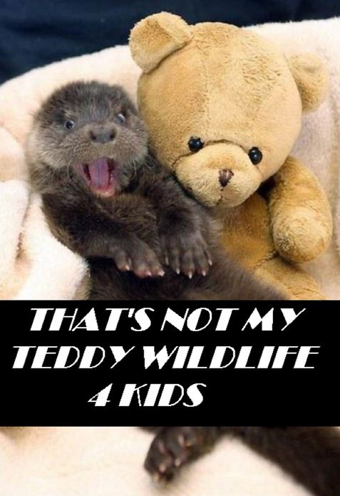 Animals: That's Not My Teddy WildLife 4 Kids ( animals,animal,wildlife,kids,child,children,bears,bear,cats,dogs,photography,lion,tiger,nature,humor )