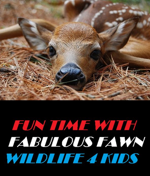Animal: Fun Time With Fabulous Fawn Wildlife 4 Kids