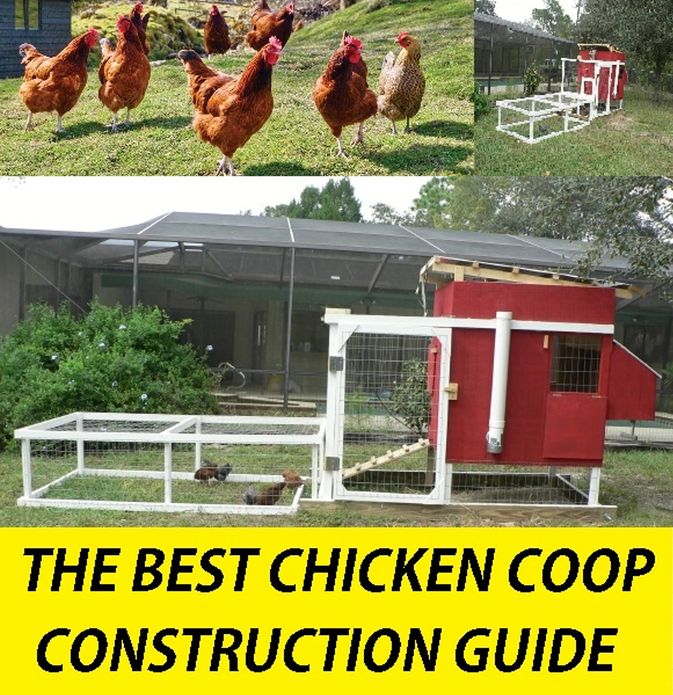 House & Home : 99 CENT BACKYARD BEST CHICKEN COOP CONSTRUCTION GUIDE(Farming, Substainability, Garden and Home eBooks)