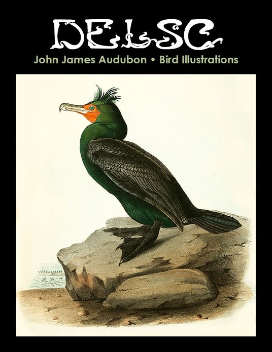 John James Audubon Bird Illustrations