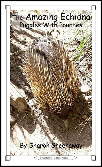 The Amazing Echidna: Puggles in Pouches