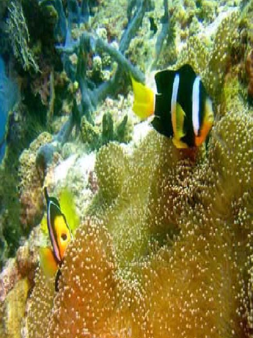 The Complete Guide To Aquariums