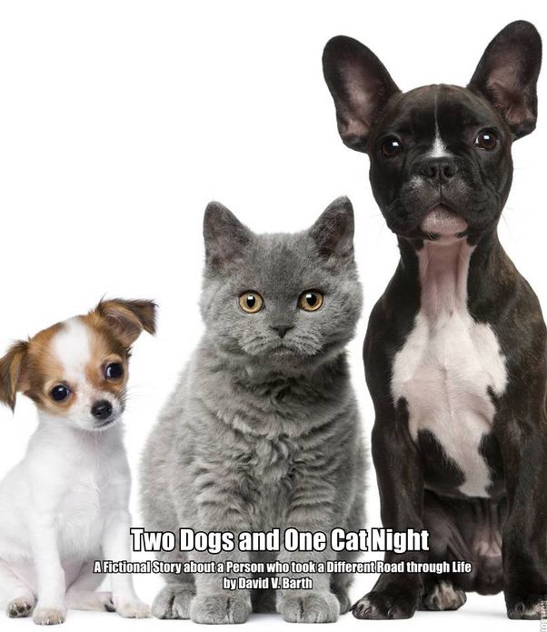 Two Dogs and One Cat Night