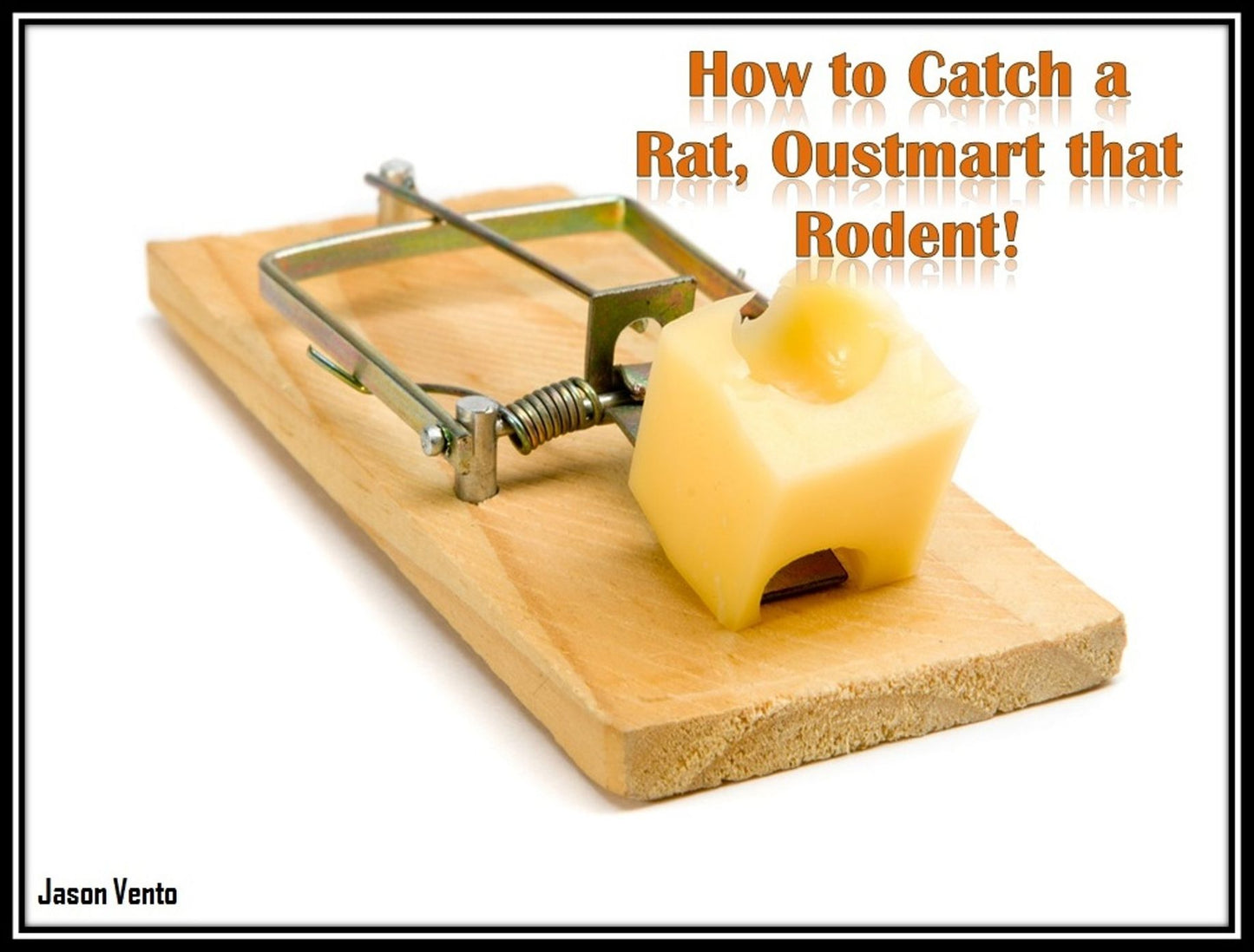 How to Catch a Rat, Oustmart that Rodent!