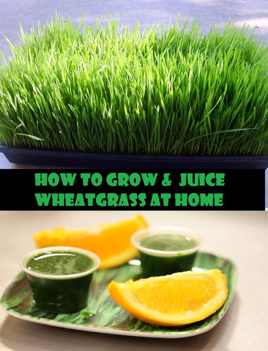 How to Grow & Juice Wheatgrass at Home ( generate, give birth to, cause, beget, father, grow, juice, sentiment, savour, savor, flavour, flavor