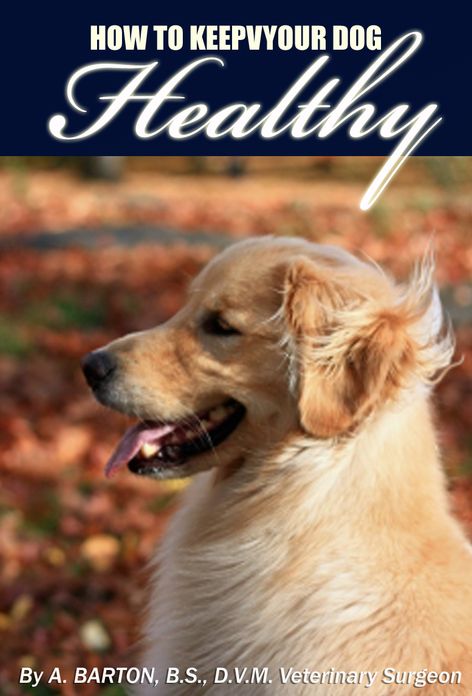HOW TO KEEP YOUR DOG HEALTHY