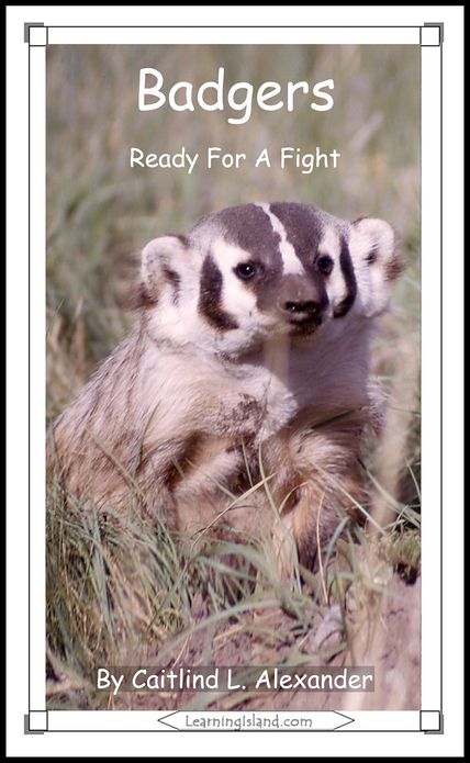 Badgers: Ready for a Fight
