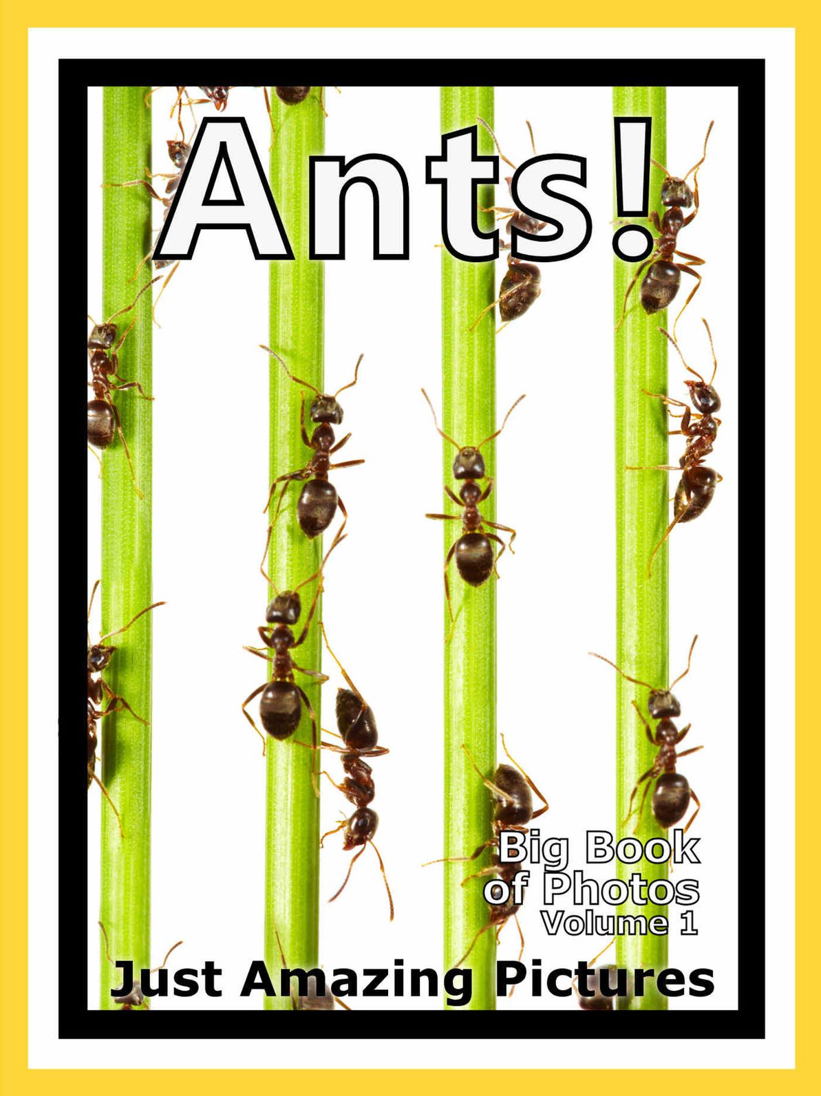 Just Ant Colony Photos! Big Book of Photographs & Pictures of Ants and Ant Colonies, Vol. 1