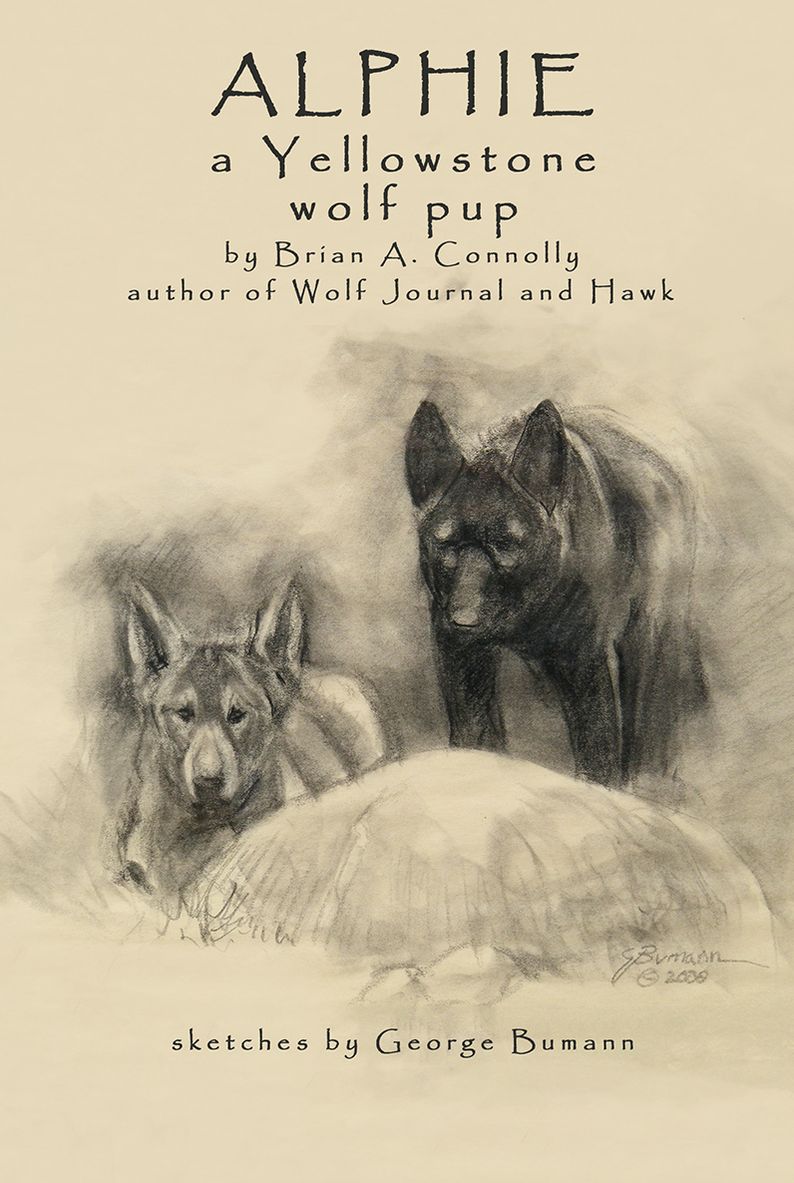 Alphie, a Yellowstone wolf pup