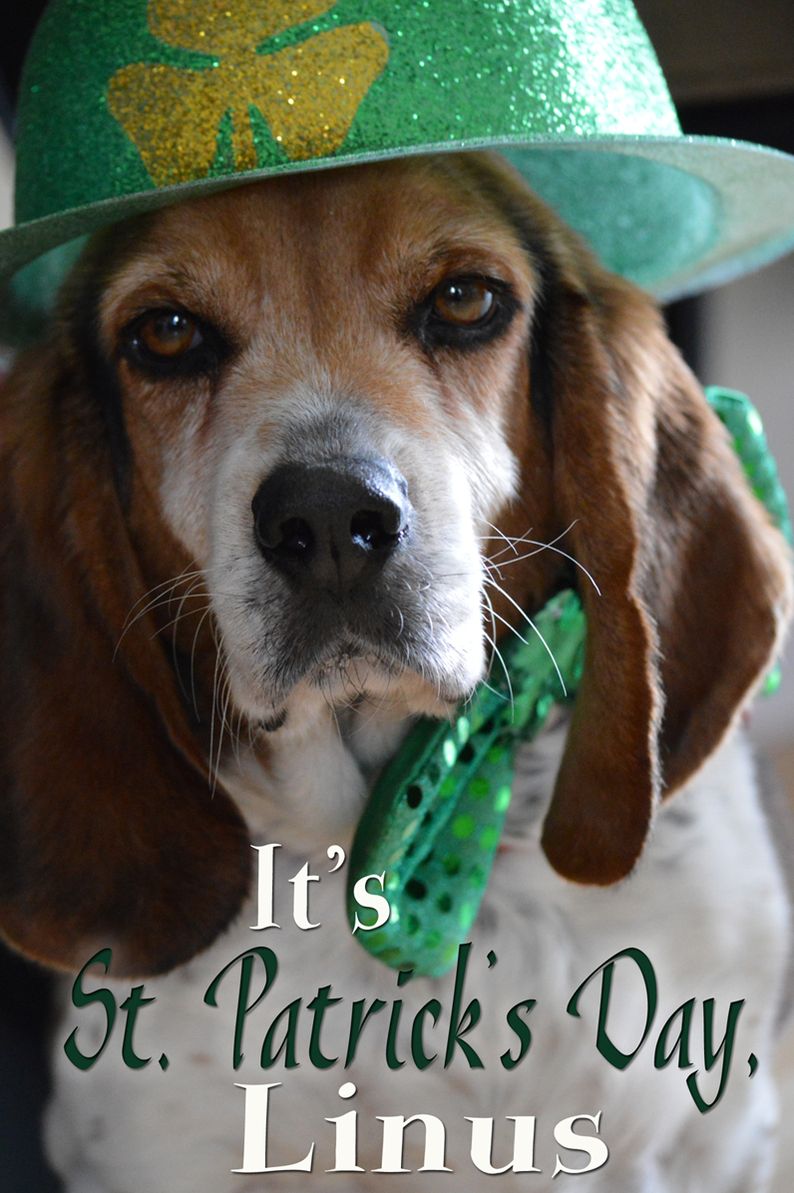 It's St. Patrick's Day, Linus (Easy reader/picture book)