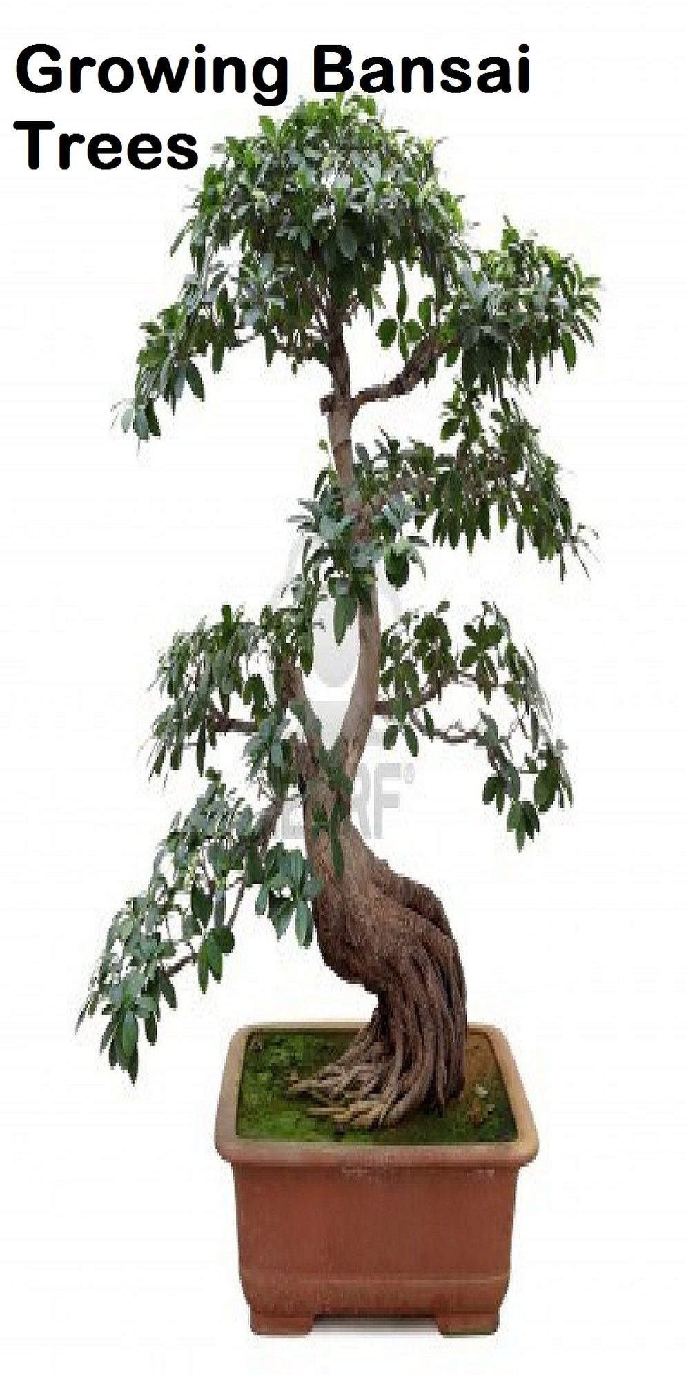 Growing Bonsai Trees