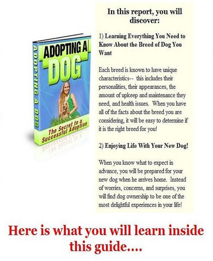 Way To Adopting A Dog - Getting to Know Your Dog!