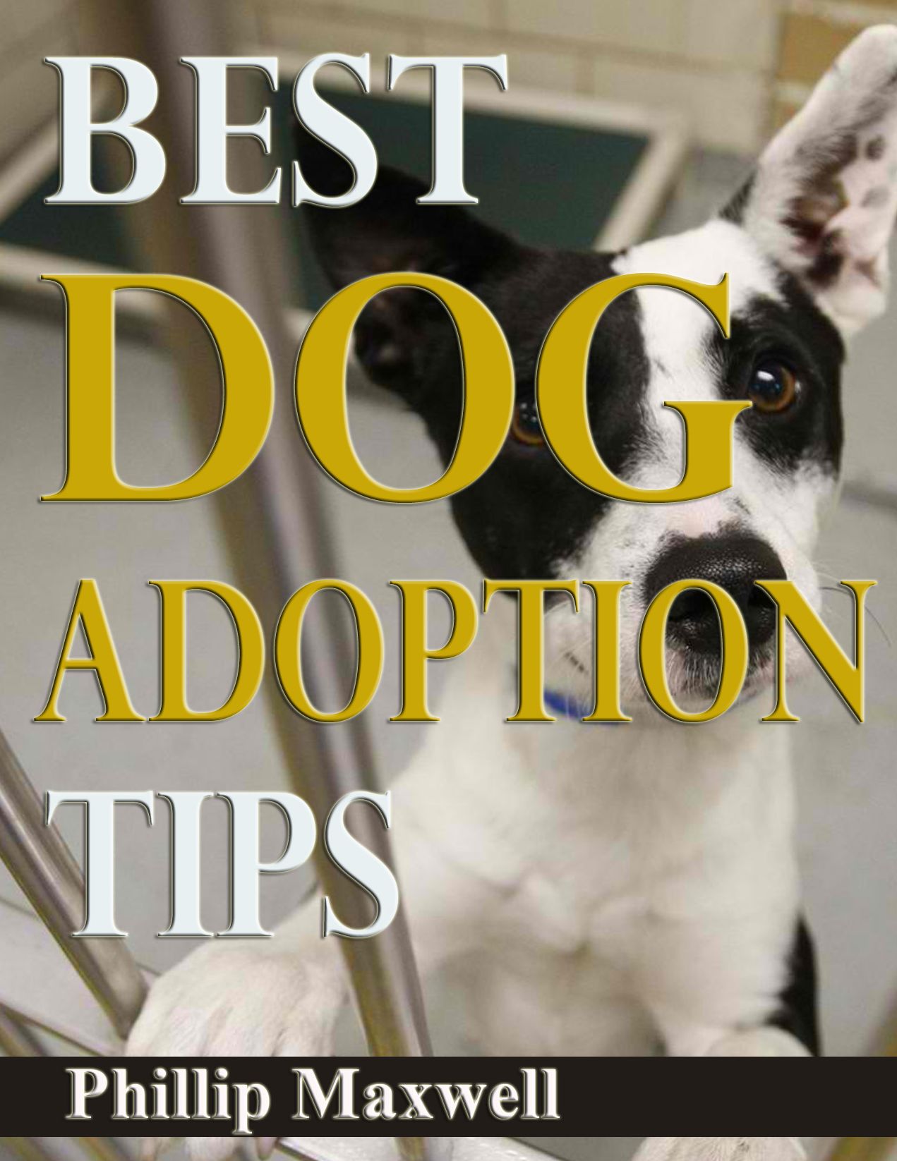 Best Dog Adoption Tips