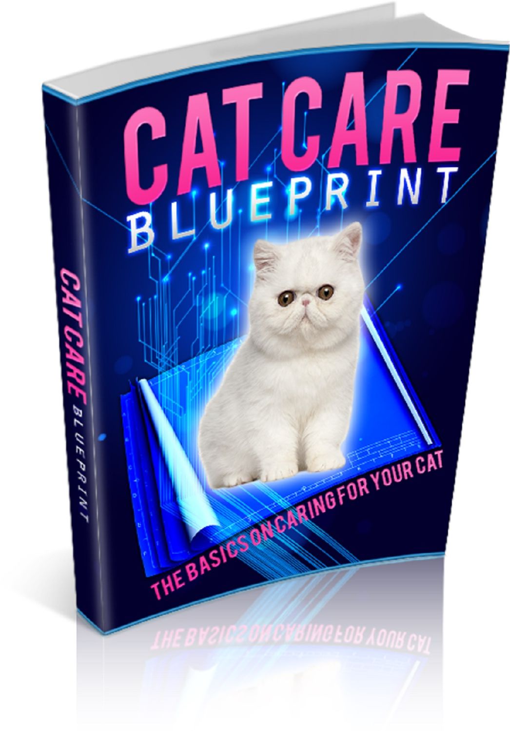 Cat Care Blueprint: The Basics On Caring For Your Cat