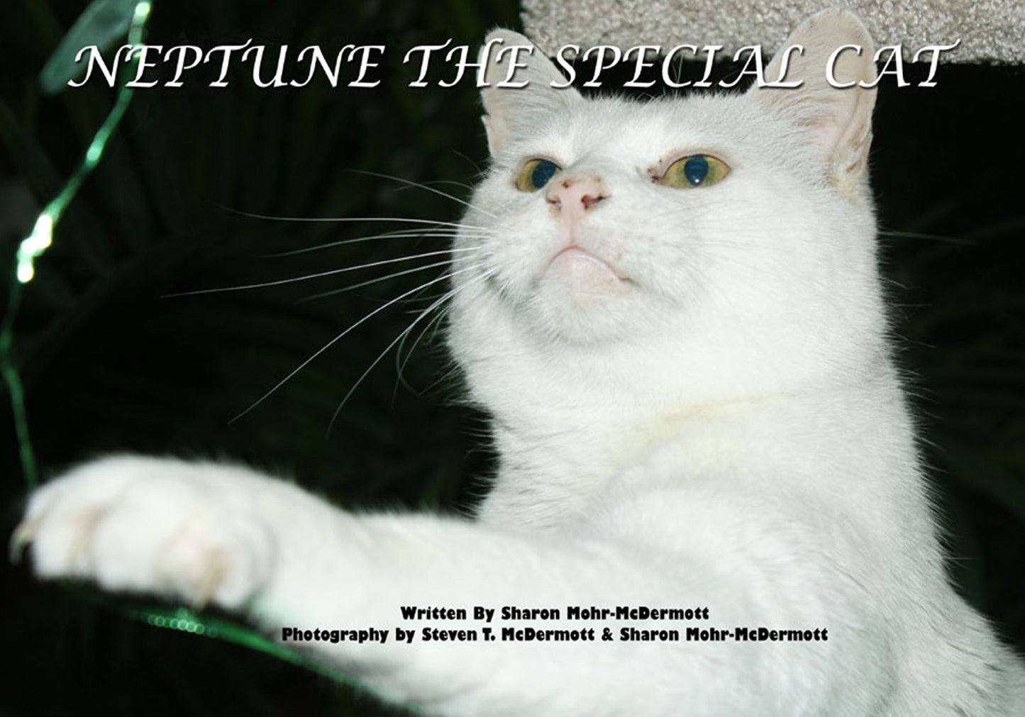 Neptune the Special Cat