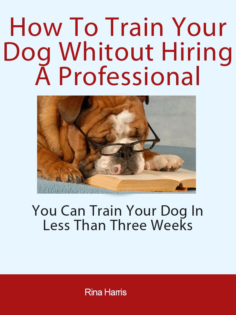 How To Train Your Dog Without Hiring A Professional