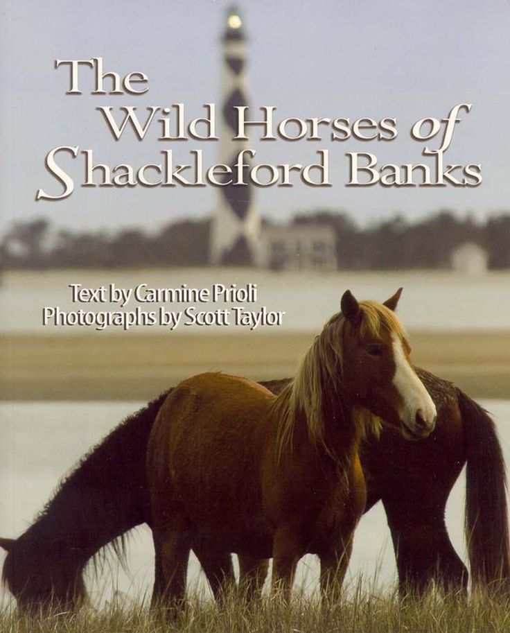Wild Horses of Shackleford Banks, The