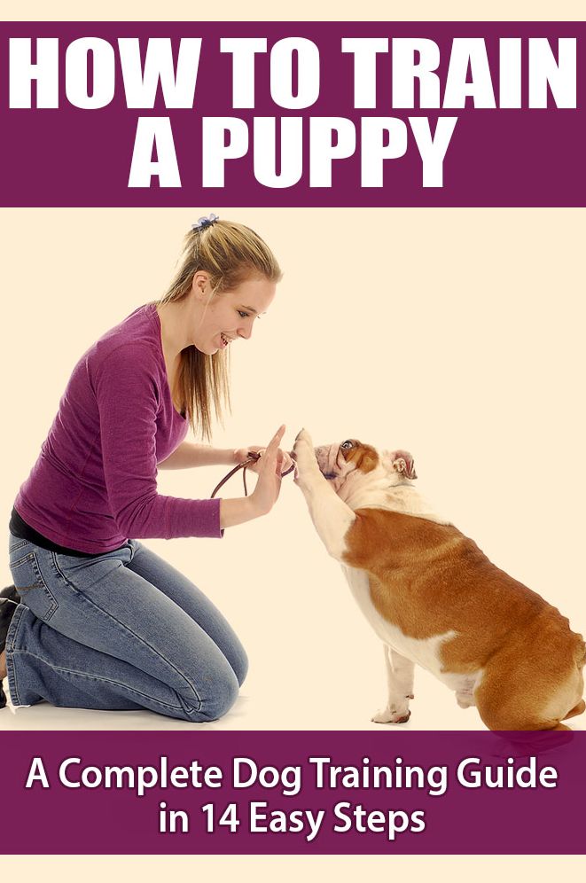 How To Train A Puppy - A Complete Dog Training Guide In 14 Easy Steps