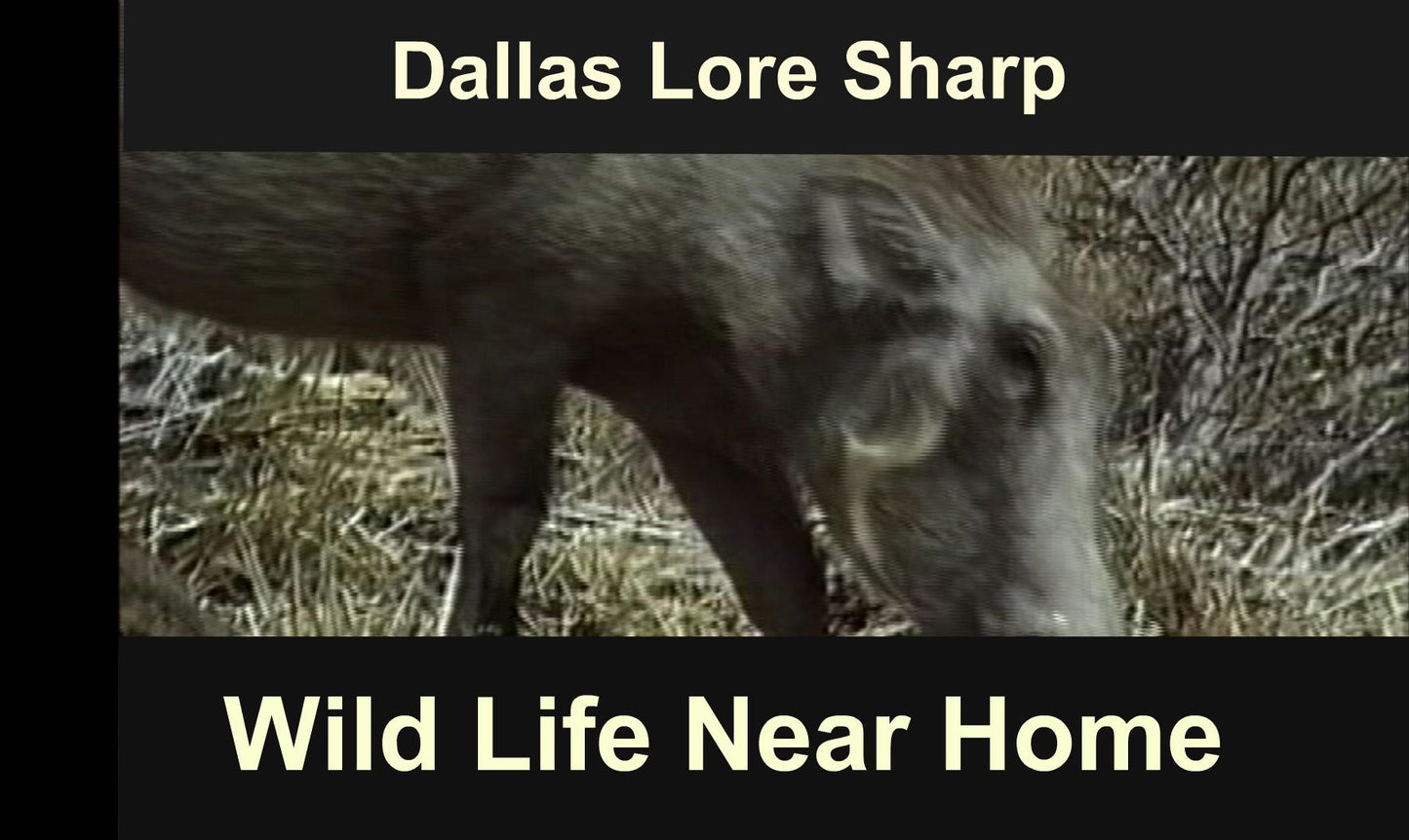 Wild Life Near Home