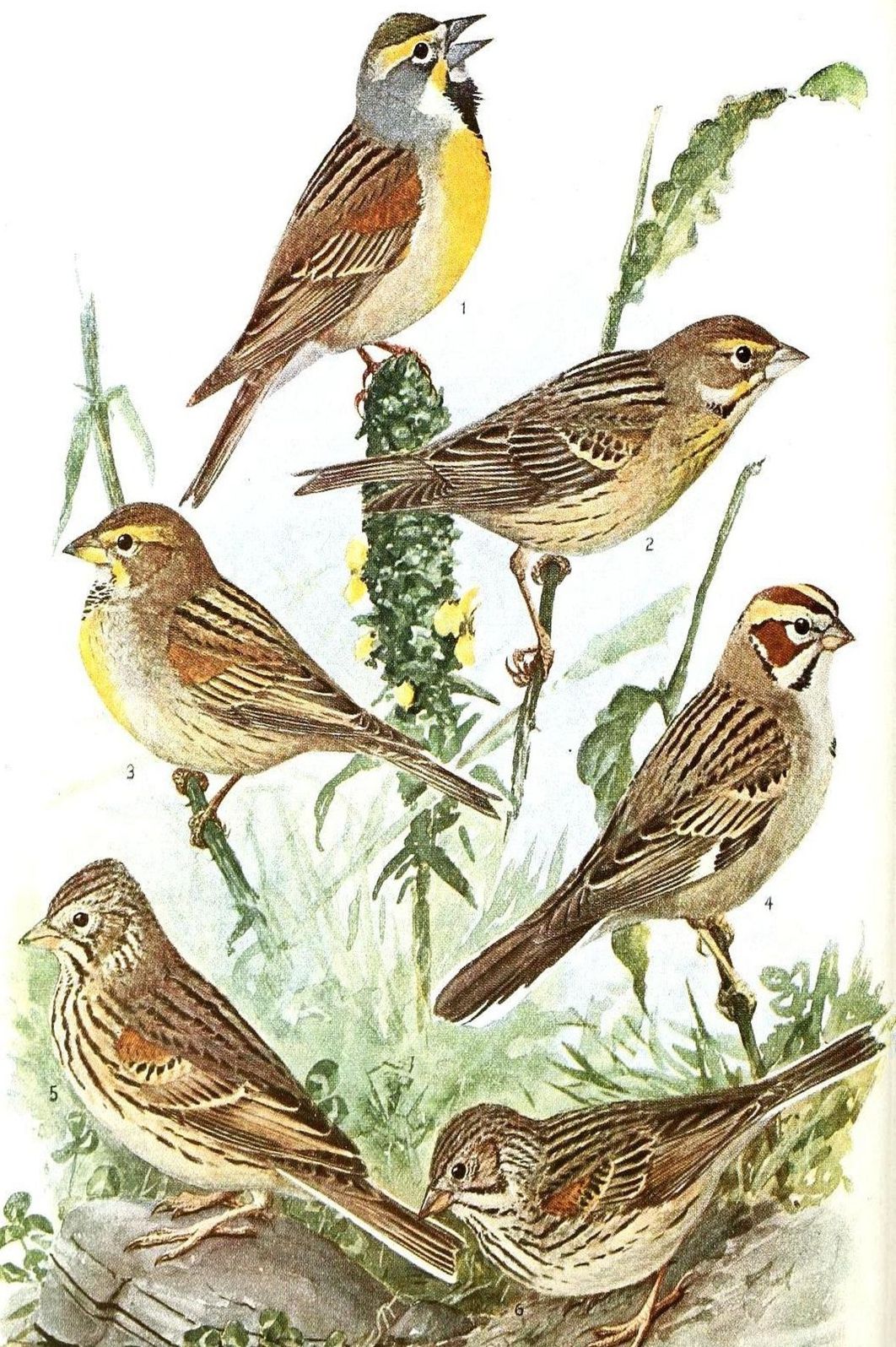 A Synopsis of the Birds of North America by John James Audubon