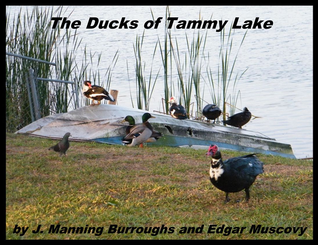 The Ducks of Tammy Lake