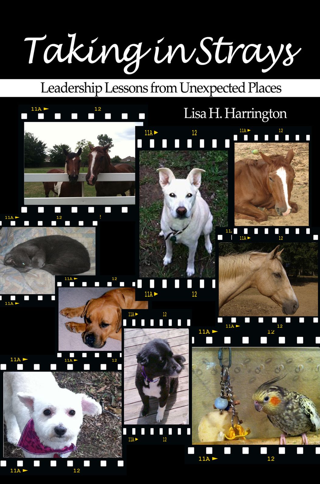 Taking in Strays: Leadership Lessons from Unexpected Places