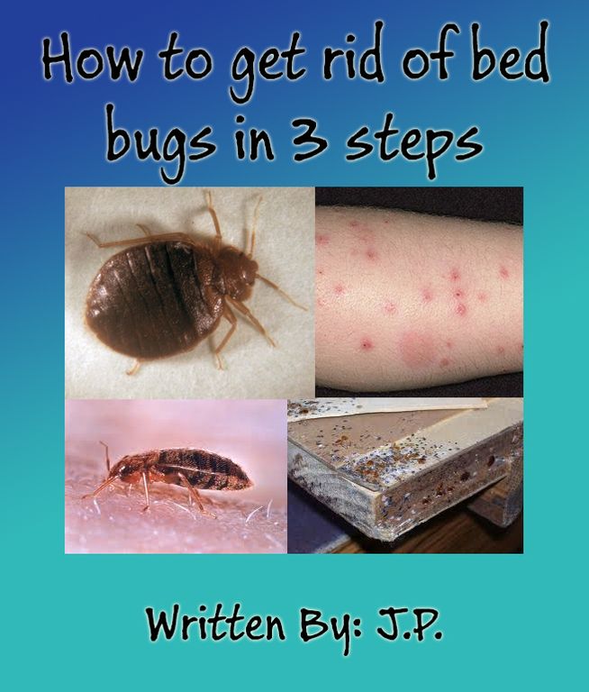 How to get rid of bed bugs in 3 steps