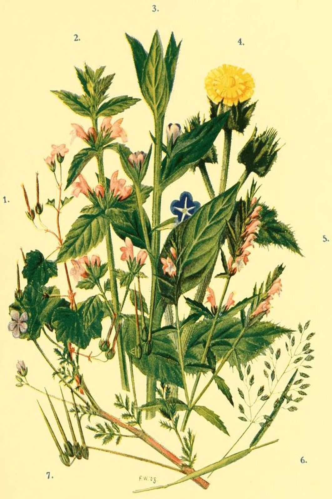 Field and Woodland Plants by William S. Furneaux
