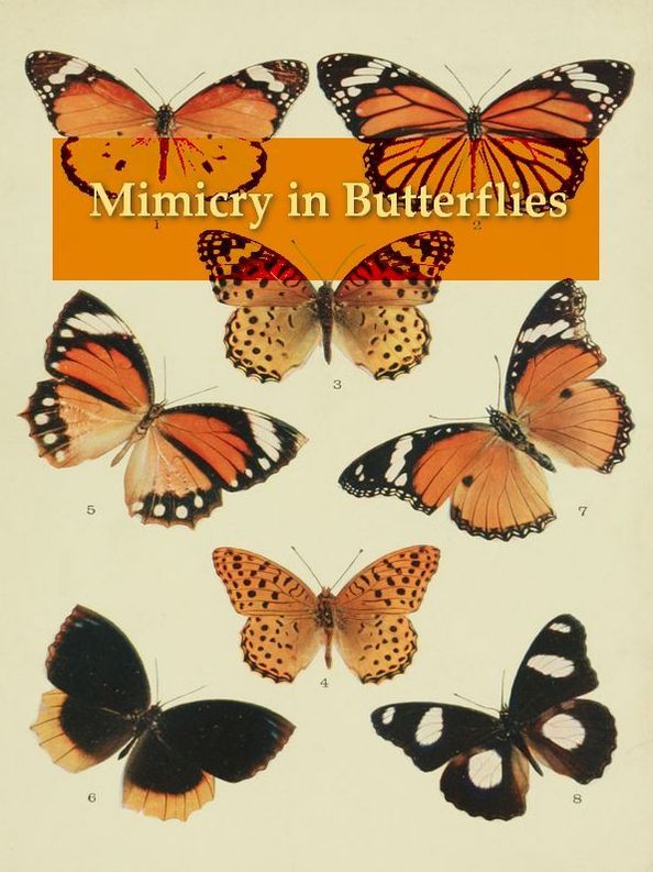 Mimicry in Butterflies