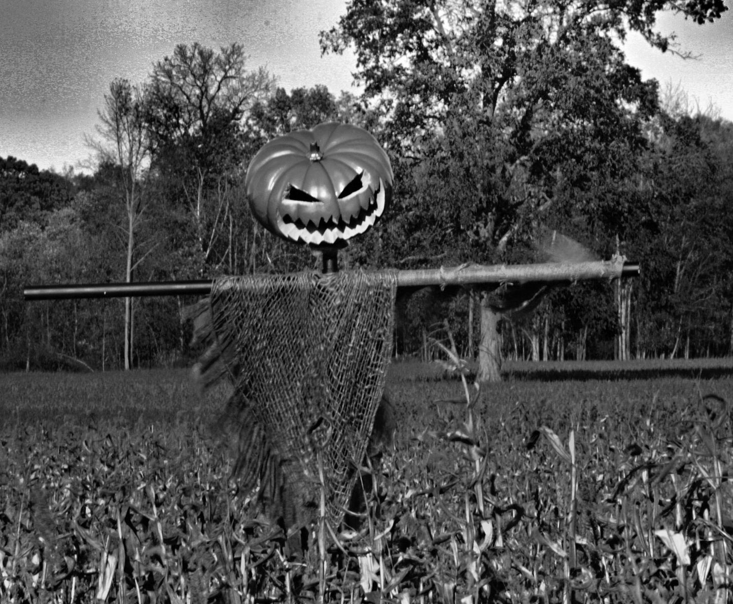 Corny Field Of Dreams