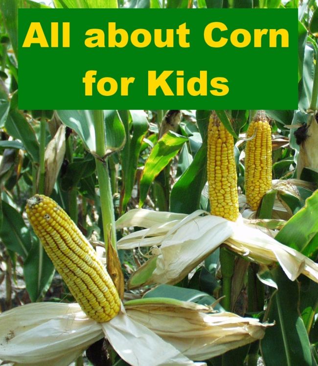 All about Corn for Kids