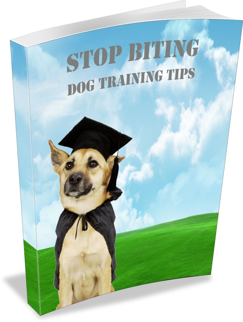 How to Stop Your Dog from Biting