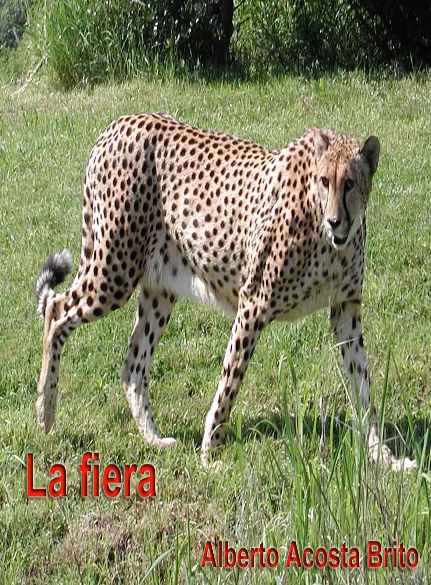 La fiera