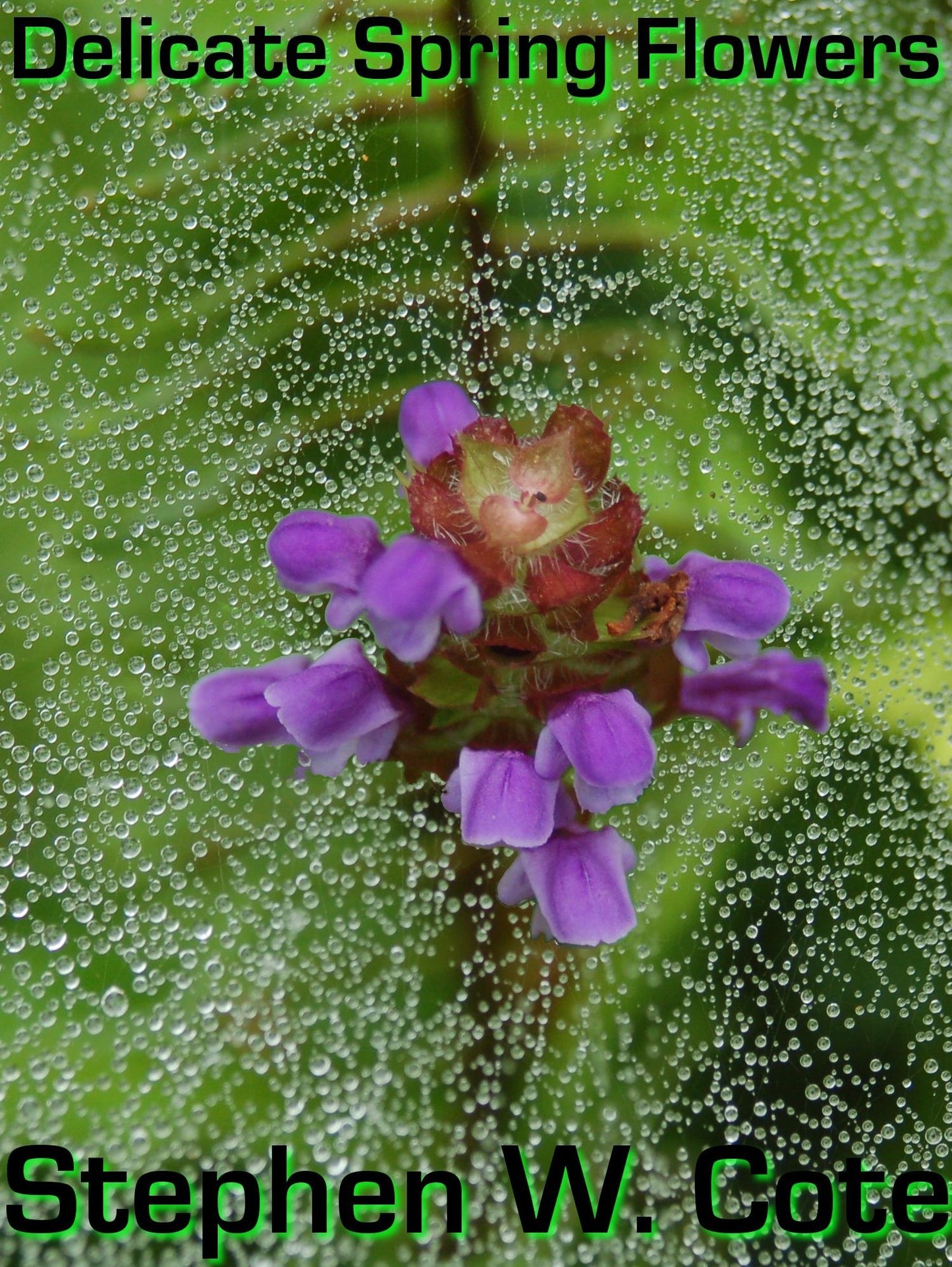 Delicate Spring Flowers