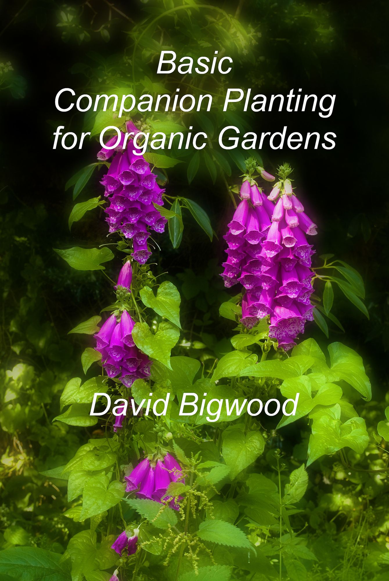 Basic Companion Planting for Organic Gardens