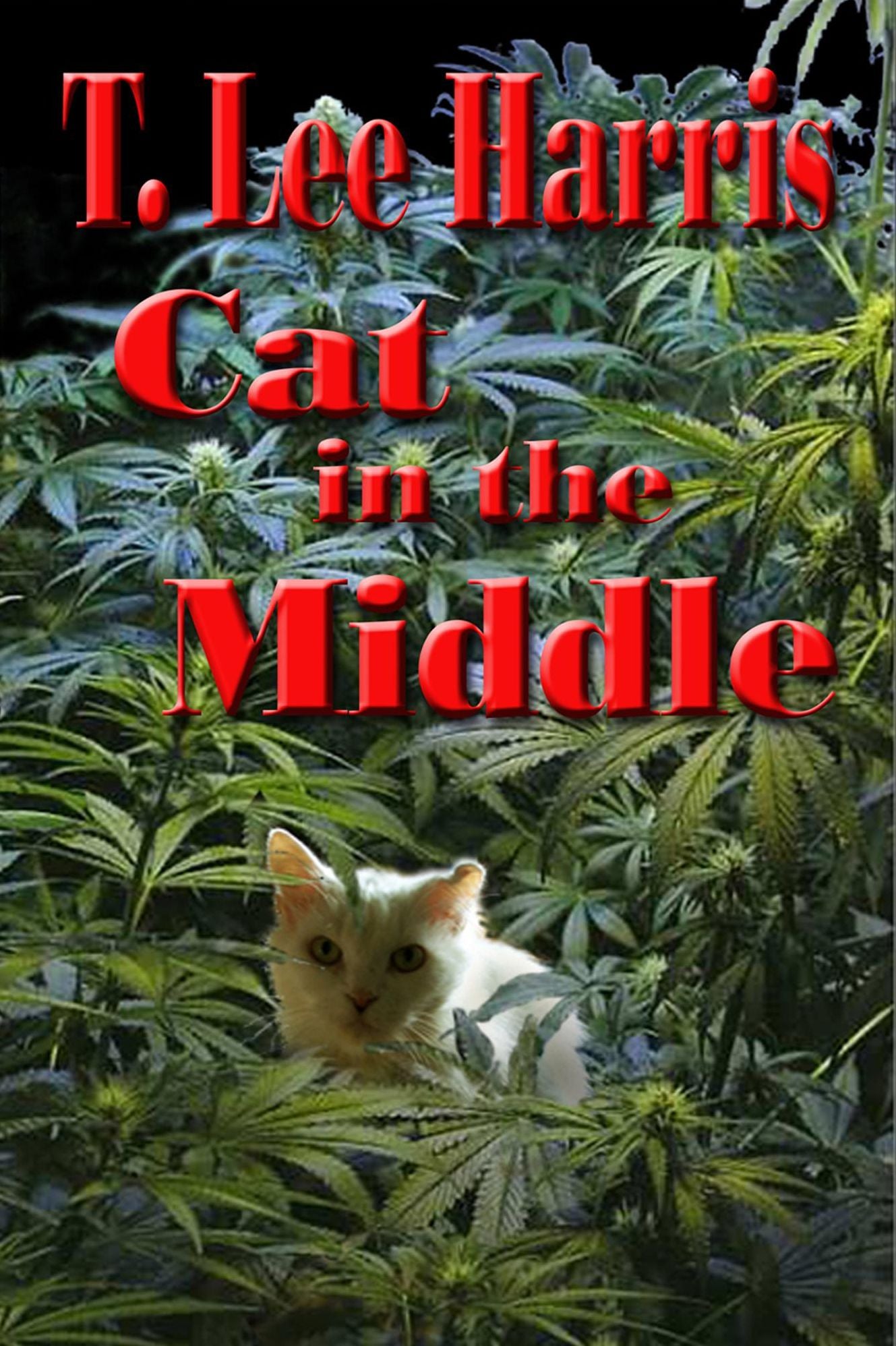 Cat in the Middle
