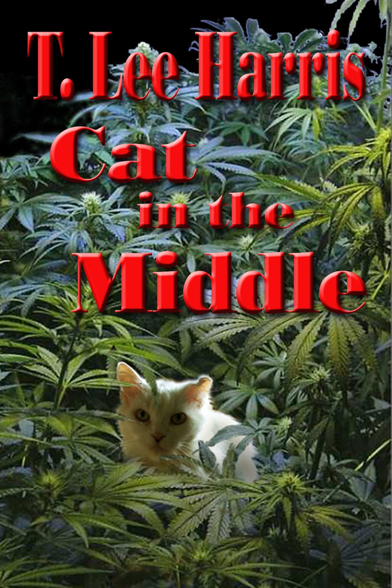 Cat in the Middle