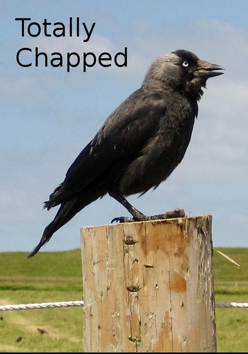Totally Chapped