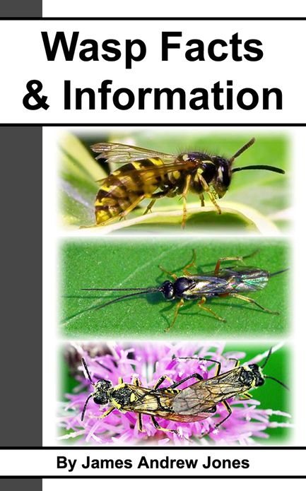 Wasp Facts & Information